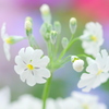 春待ち小町