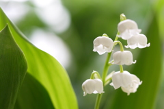 white　bell
