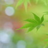 新緑