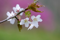 花恋