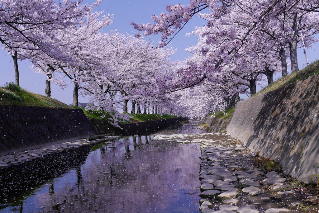 花の命は短くて