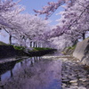 花の命は短くて