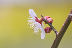 菜の花咲く道で