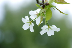 散る桜　残る桜