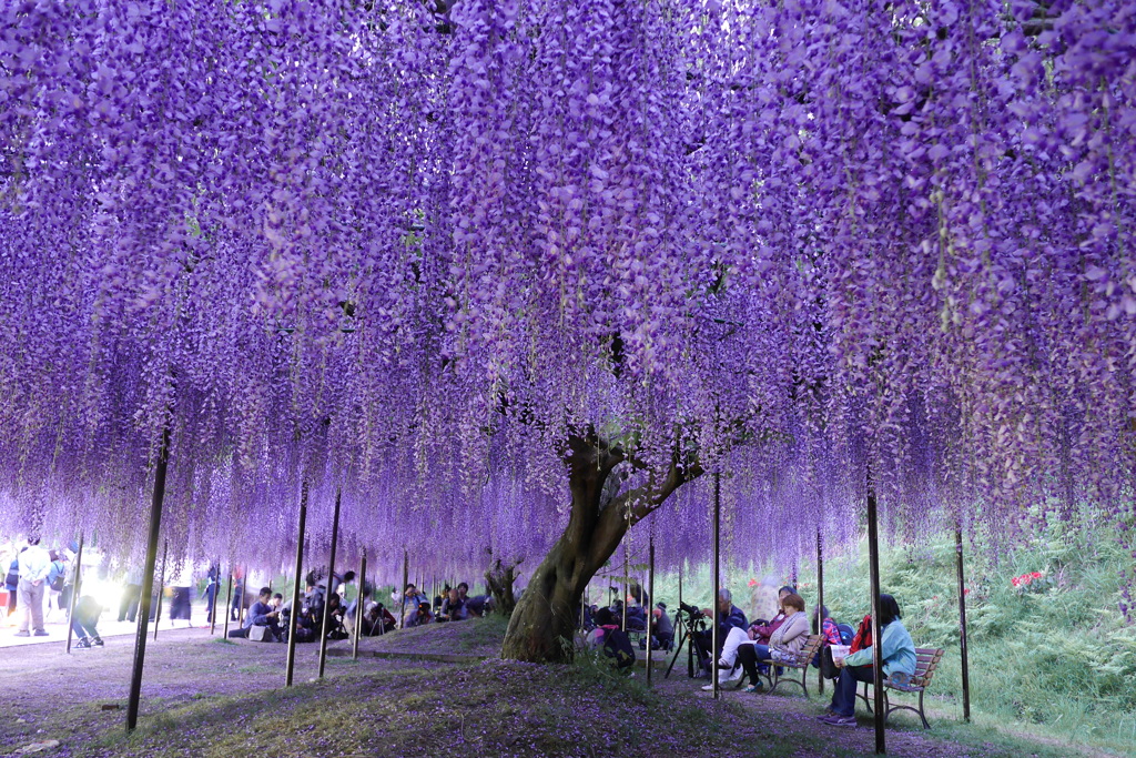 Purple Rain