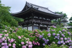 紫陽花寺