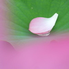 ひとひら