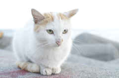沖縄旅行中に見つけたノラ猫ちゃん