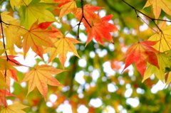 紅葉