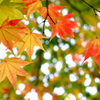 紅葉