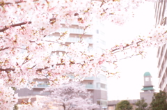 桜のある風景