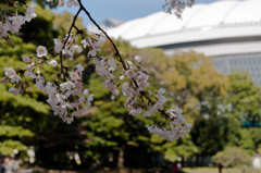 東京ドームと桜