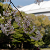 東京ドームと桜