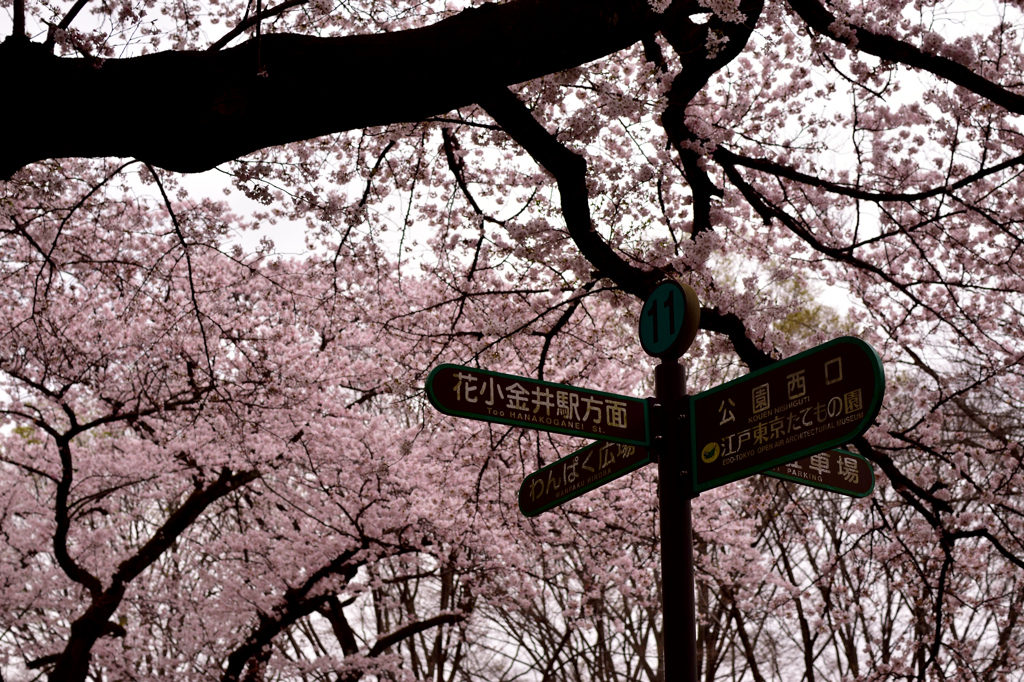 小金井公園　桜