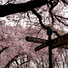 小金井公園　桜