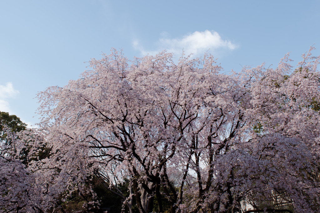 りくぎえん（変換できない）の枝垂桜