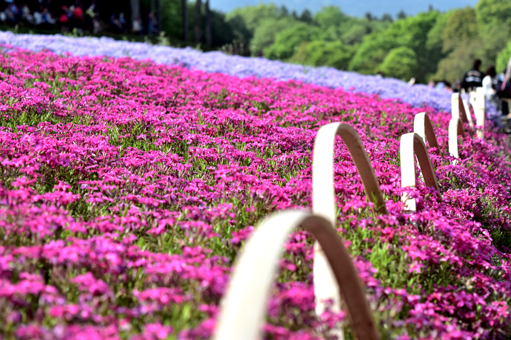 花の氾濫