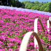 花の氾濫