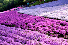 羊山公園