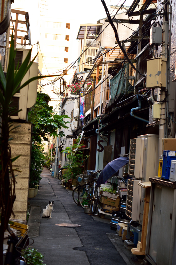 月島路地裏の猫