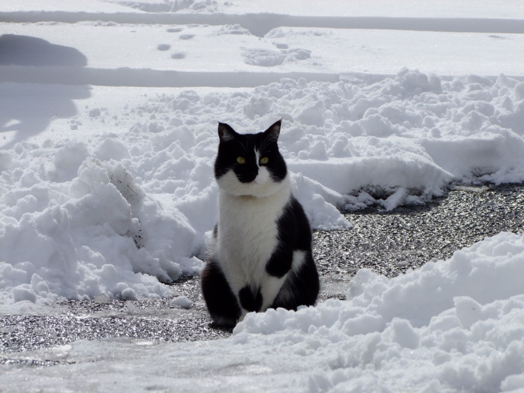 猫と雪