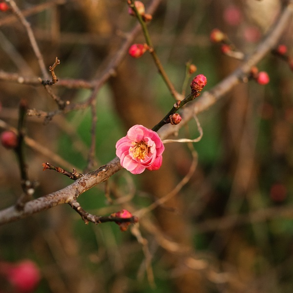 梅の花