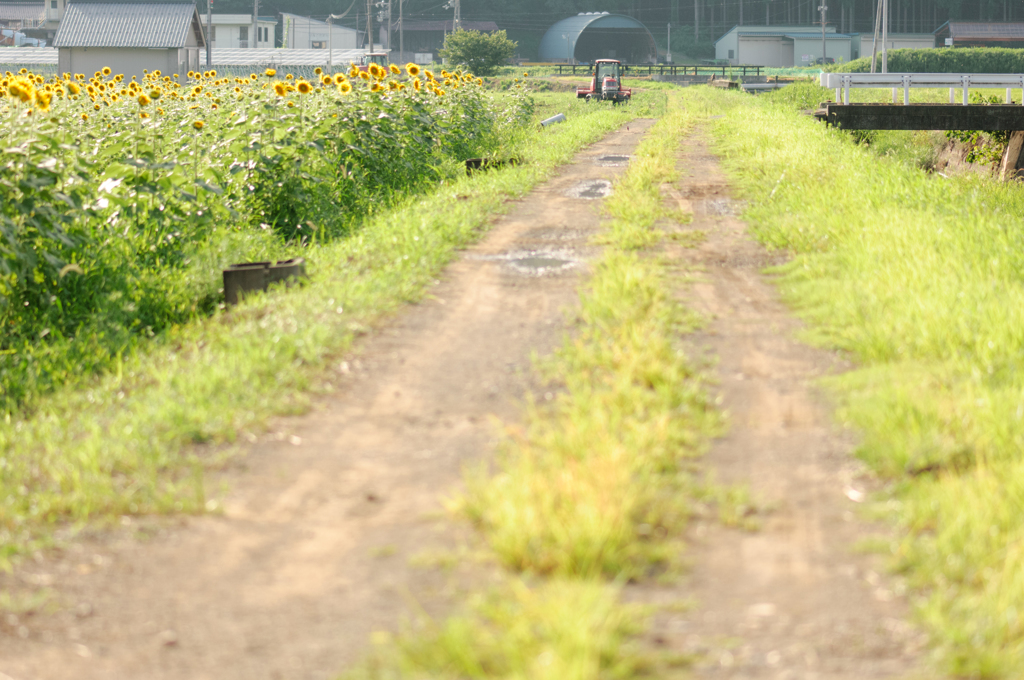 田舎みち