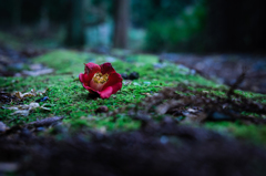 色輝く最期の花