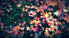 Autumn foliage #2