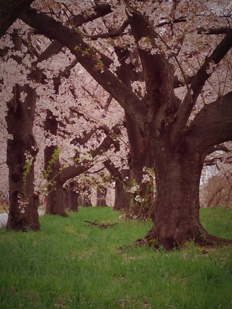 Cherry Blossoms