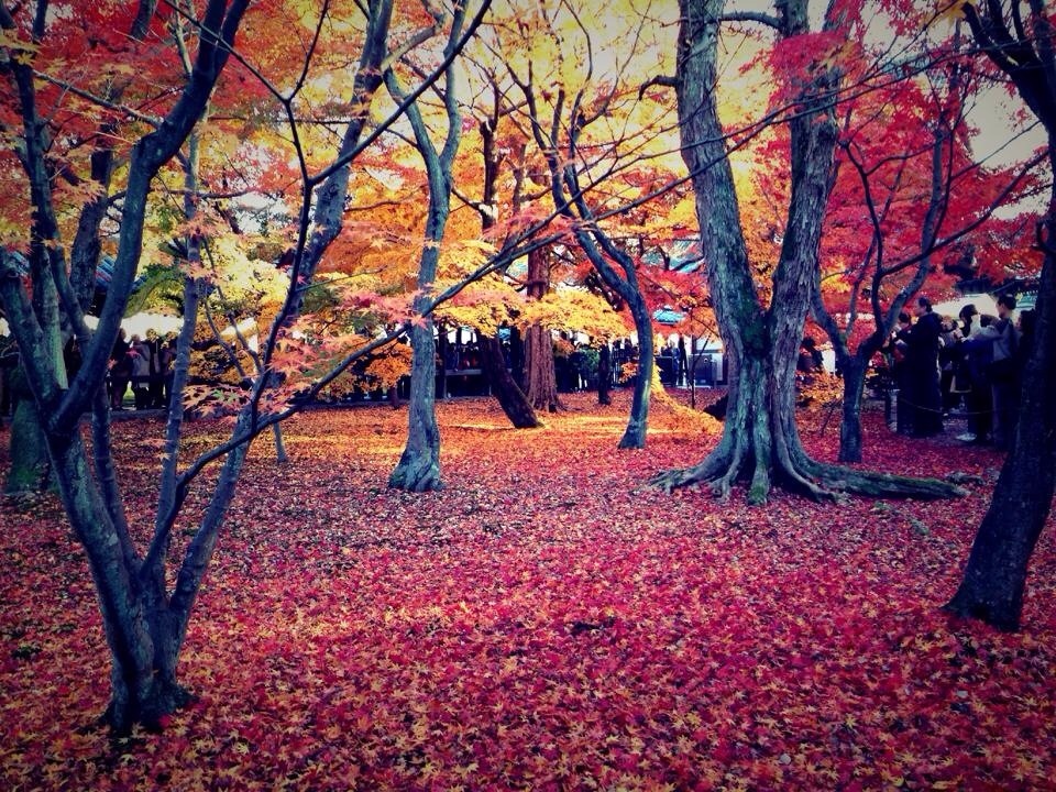 Autumn foliage