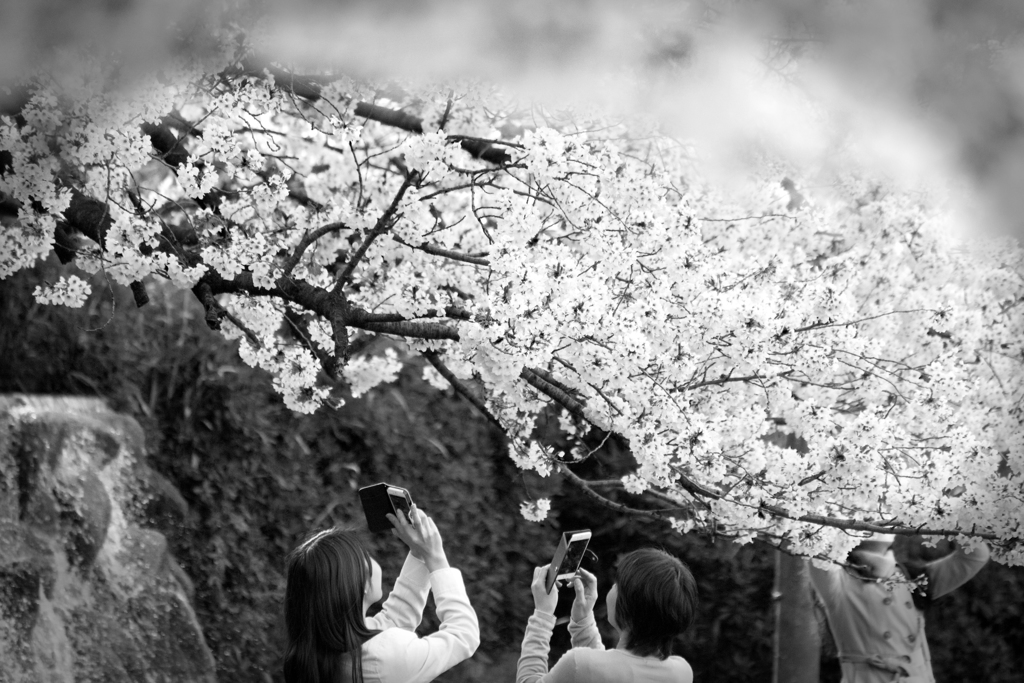 見上げ・・見入る