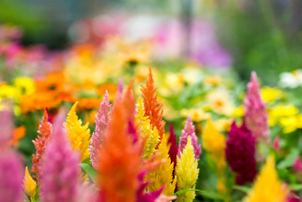 2016 06 05_雨のあじさいとトリトン_2615