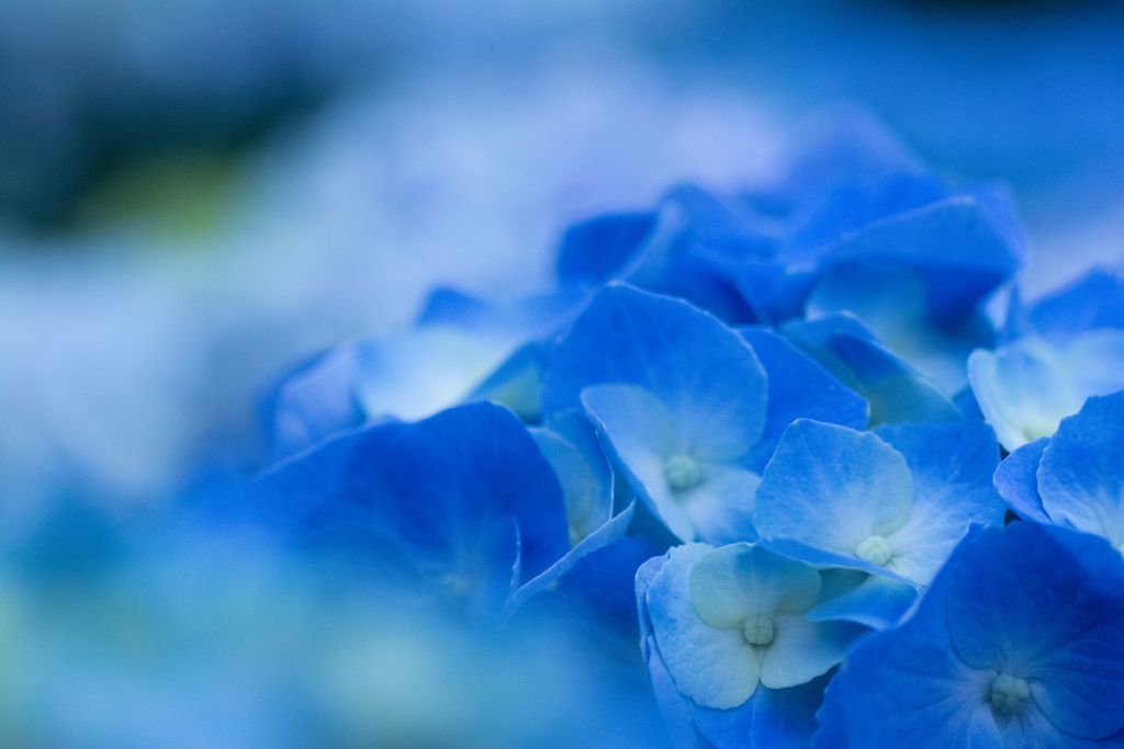 2016 06 05_雨のあじさいとトリトン_2618
