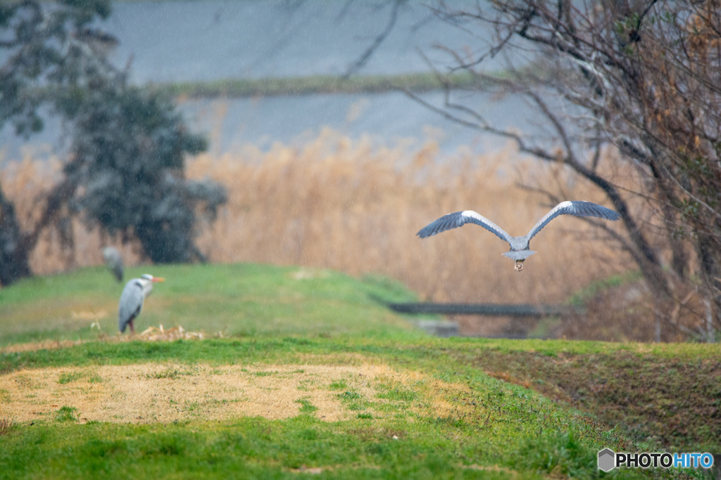 弥富野鳥園内