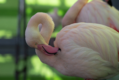 掛川花鳥園