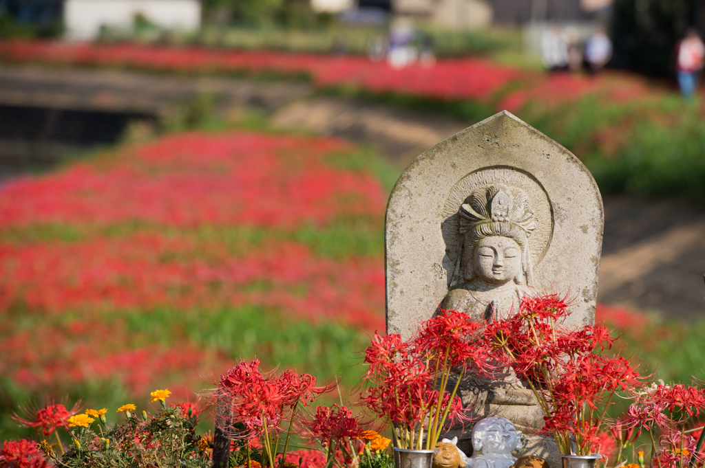 愛知県半田市　矢勝川河川敷　彼岸花