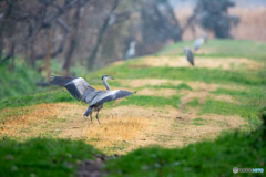 弥富野鳥園内