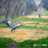 弥富野鳥園内