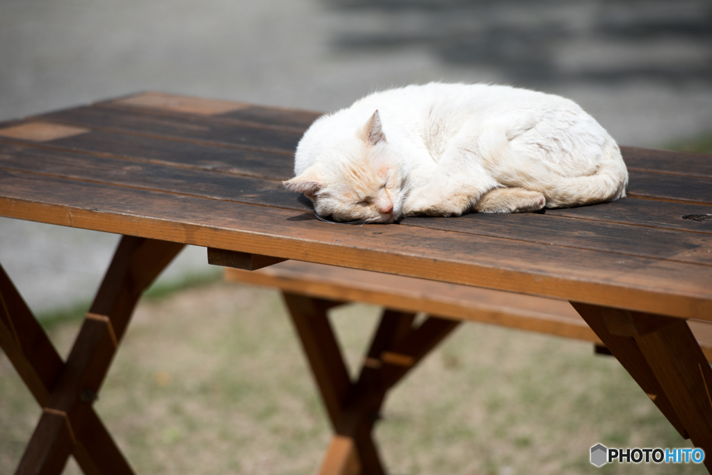 ひなたぼっこ・・cat in nagoyacastle