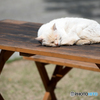 ひなたぼっこ・・cat in nagoyacastle