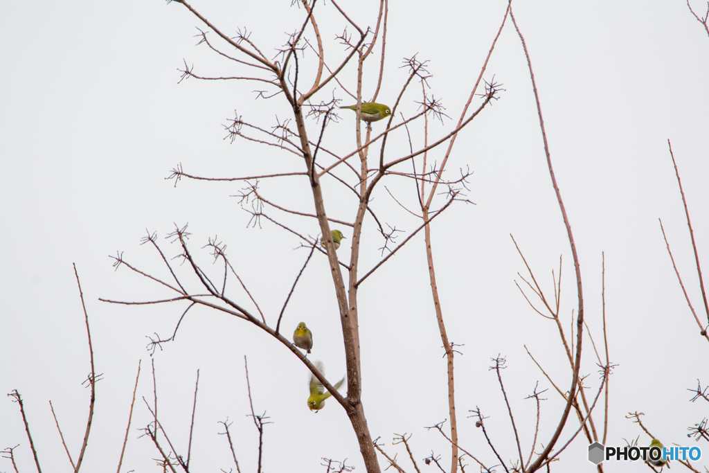 弥富野鳥園内　メジロ団体様