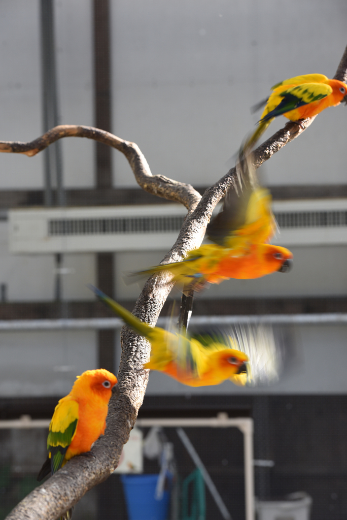 掛川花鳥園