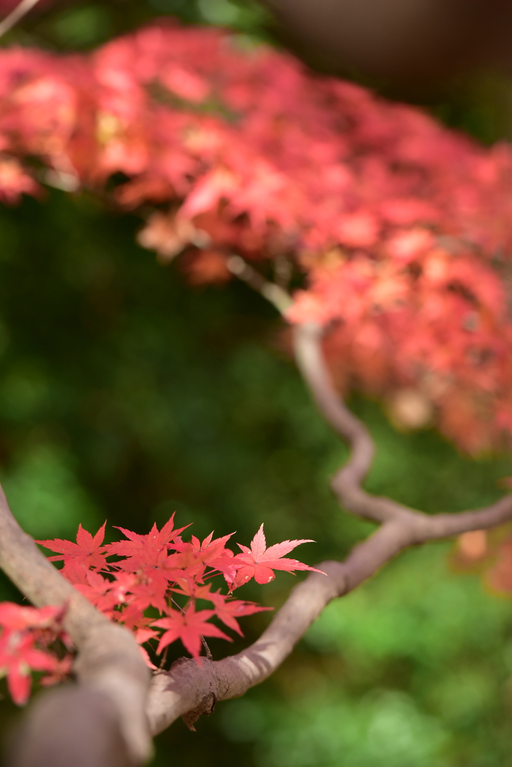 近くの公園　秋・・・