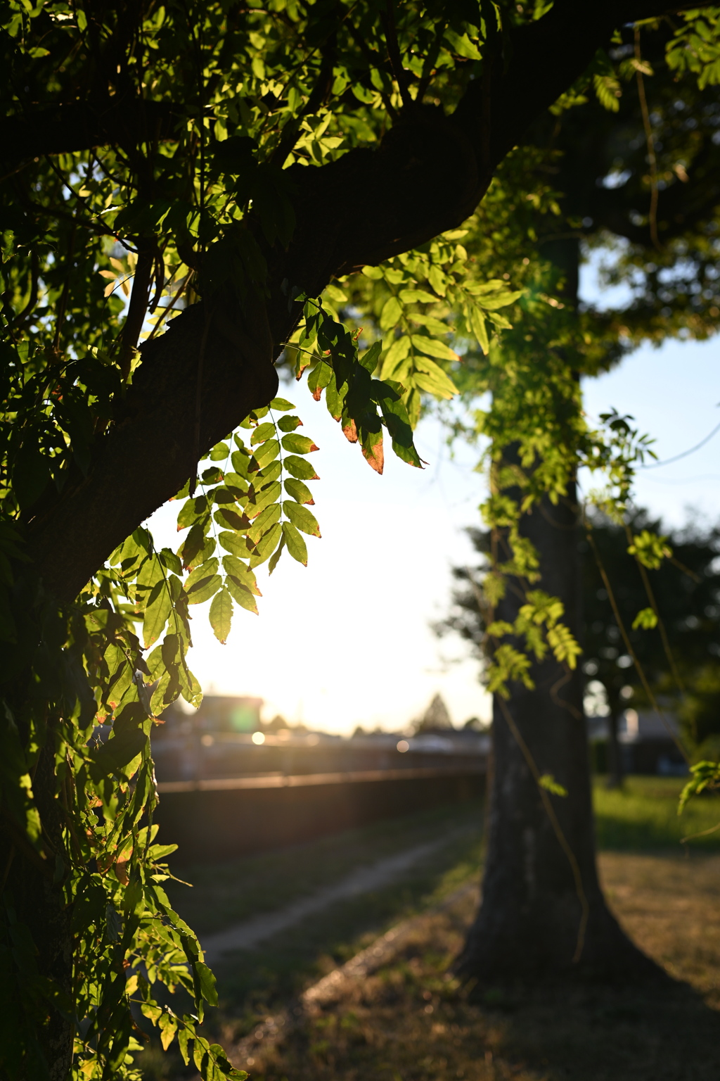 秋はまだ・・夏の夕暮れ