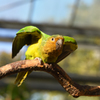 掛川花鳥園