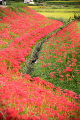 愛知県半田市　矢勝川河川敷　彼岸花