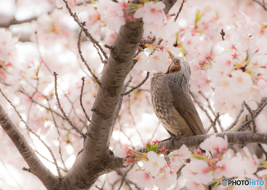満開の時