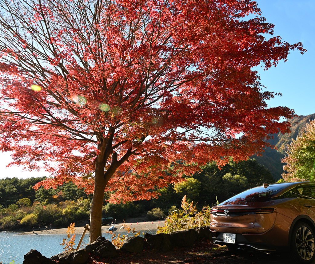 富士山周辺西湖の紅葉
