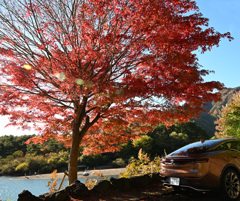 富士山周辺西湖の紅葉
